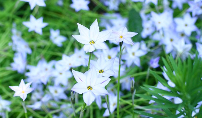 星型の花