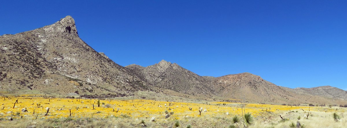 RobertPRowley2's tweet photo. Vast poppy bloom at San Augustin Pass through the #OrganMountains. #NewMexico https://t.co/GwO7K27JbY