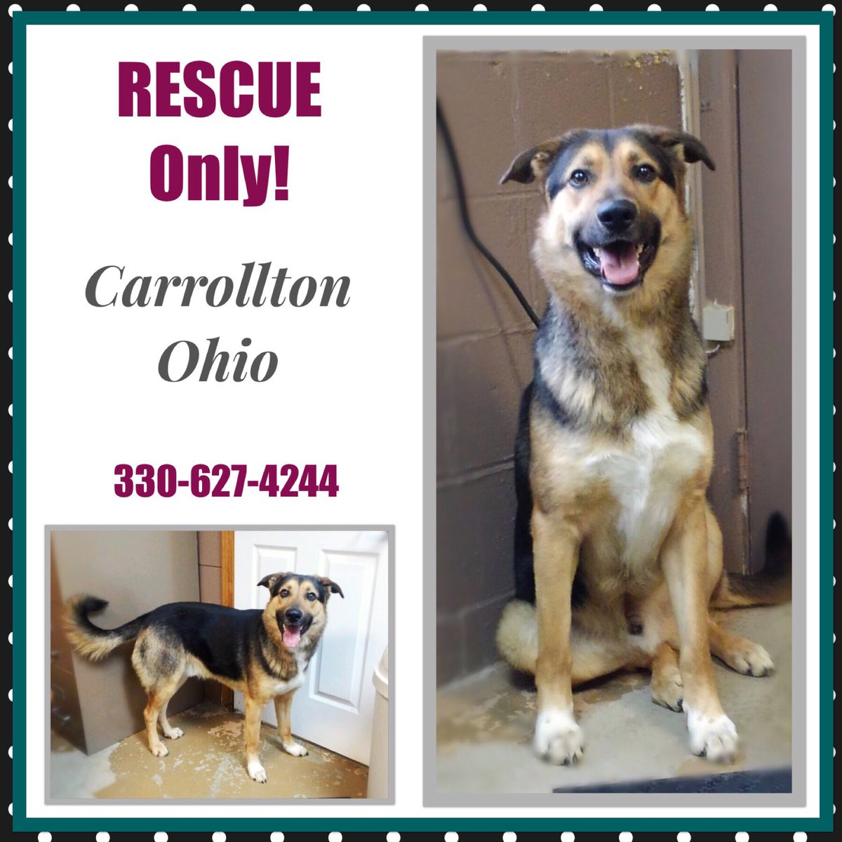 FoccdpOhio's tweet photo. RESCUE NEEDED, a German Shepherd Dog in OH, needs a rescue now! See him on https://t.co/tCyGJw8vTD https://t.co/qCqQLF9gZZ #dogsindanger #GermanShepherd #rescuedog #needstraining https://t.co/sntfrKakMe