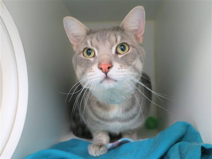 NYCDEATHROWCATS's tweet image. ***TO BE DESTROYED 03/26/19***SUPER DUPER FRIENDLY &amp;amp; YOUNG JULIAN READY TO BRING YOU LOTS OF JOY! A volunteer writes, &quot;Julian is an Olympics-level sniffer who checks everyone out with his soft gumdrop nose before... facebook.com/NYCDEATHROWCAT… …