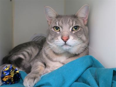 NYCDEATHROWCATS's tweet image. ***TO BE DESTROYED 03/26/19***SUPER DUPER FRIENDLY &amp;amp; YOUNG JULIAN READY TO BRING YOU LOTS OF JOY! A volunteer writes, &quot;Julian is an Olympics-level sniffer who checks everyone out with his soft gumdrop nose before... facebook.com/NYCDEATHROWCAT… …