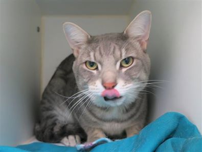 NYCDEATHROWCATS's tweet image. ***TO BE DESTROYED 03/26/19***SUPER DUPER FRIENDLY &amp;amp; YOUNG JULIAN READY TO BRING YOU LOTS OF JOY! A volunteer writes, &quot;Julian is an Olympics-level sniffer who checks everyone out with his soft gumdrop nose before... facebook.com/NYCDEATHROWCAT… …