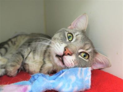 NYCDEATHROWCATS's tweet image. ***TO BE DESTROYED 03/26/19***SUPER DUPER FRIENDLY &amp;amp; YOUNG JULIAN READY TO BRING YOU LOTS OF JOY! A volunteer writes, &quot;Julian is an Olympics-level sniffer who checks everyone out with his soft gumdrop nose before... facebook.com/NYCDEATHROWCAT… …