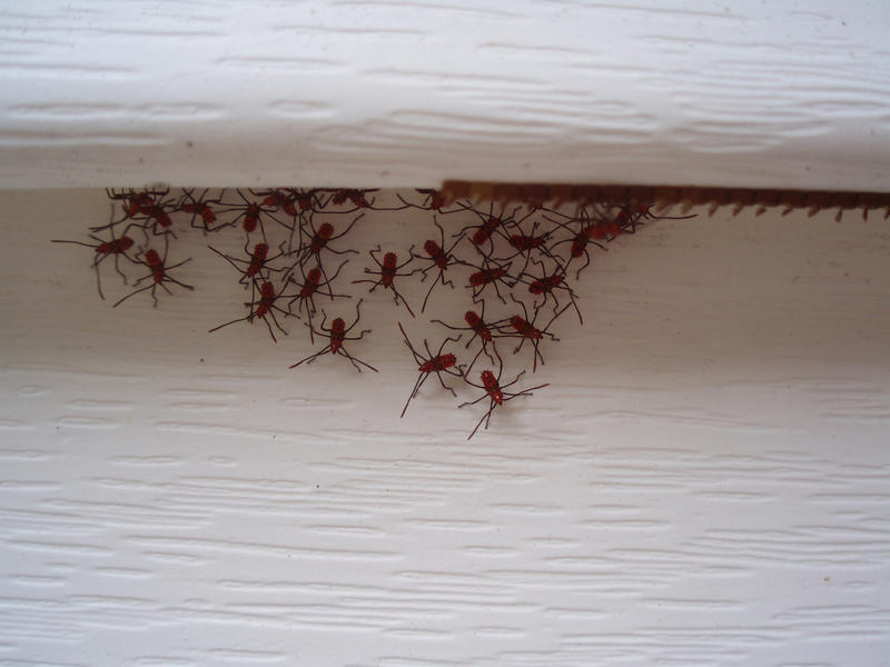 nhpr's tweet photo. Ask Sam: Where Have The Bugs Been All Winter? https://t.co/GyQg8I5pSM https://t.co/JtiCodfBeu