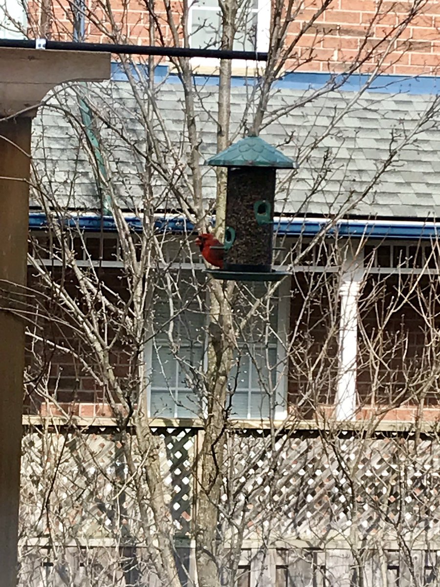 MrsCass_RRT's tweet photo. Well thank you for visiting. My students have given me a new love for birds. #Ilearntoo ❤️ @wrdsb @Self_Reg @ednastaeblerps https://t.co/dTJhdrfONz