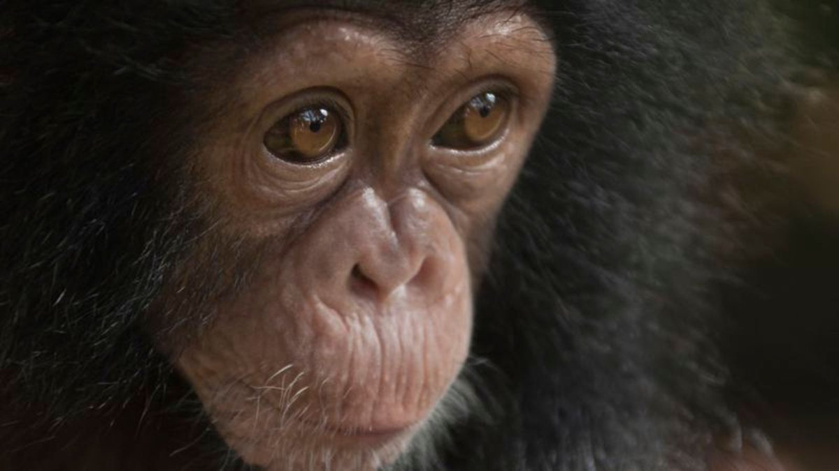 TheOnion's tweet image. Grotesque Child Born With Only 99% Normal Human DNA trib.al/J3S6Omf