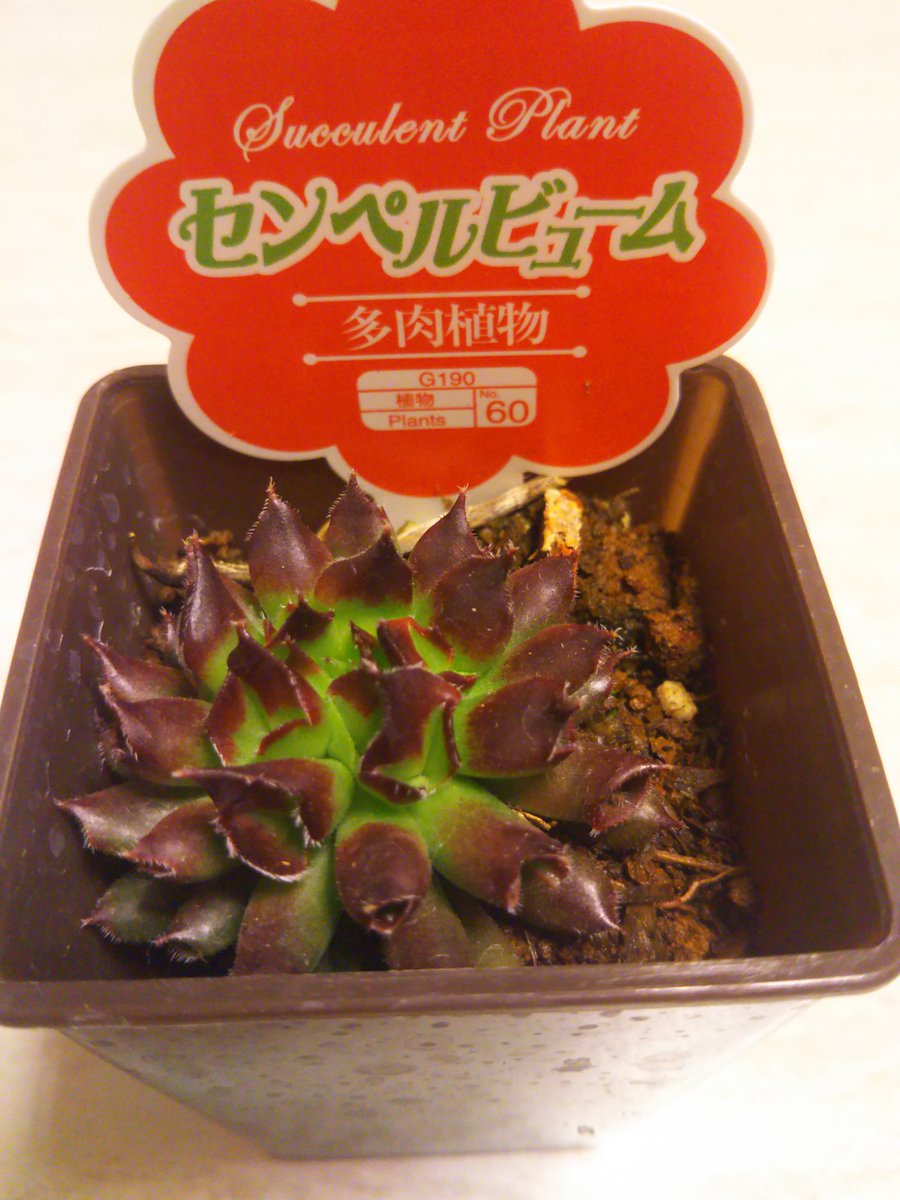 草庵 A Twitter ダイソー コレットマーレみなとみらい店で購入 ベンケイソウ科センペルビウム属 センペルビブム属 百恵 かなぁ 筒状の葉 暖かくなると緑一色になるらしいです ダイソー センペル