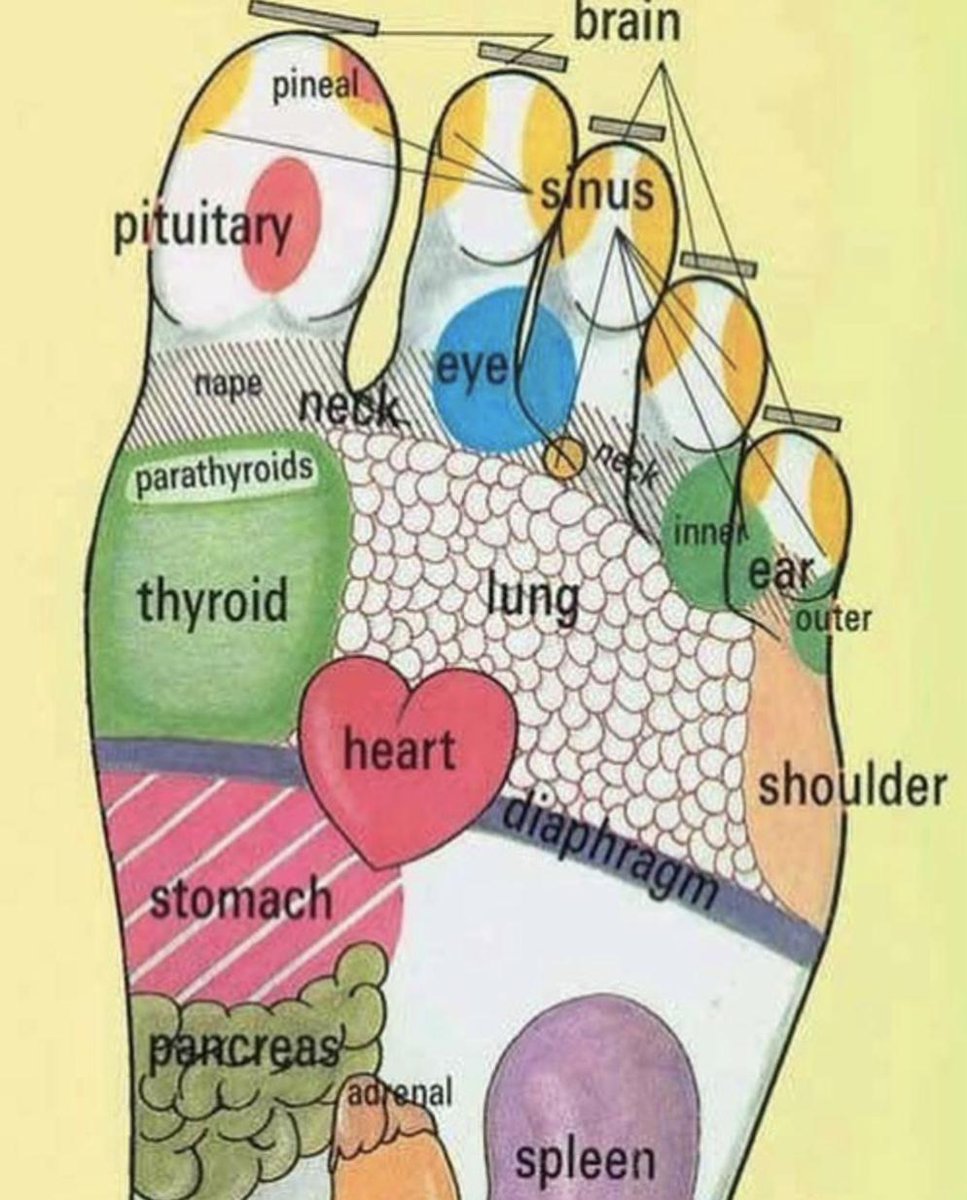 Kari Dunlop On Twitter Vitaflex Vitality Through The Reflexes It S An Easy To Follow Method For Applying Essential Oils Topically In The Most Effective Way Possible The Vita Flex Technique Is