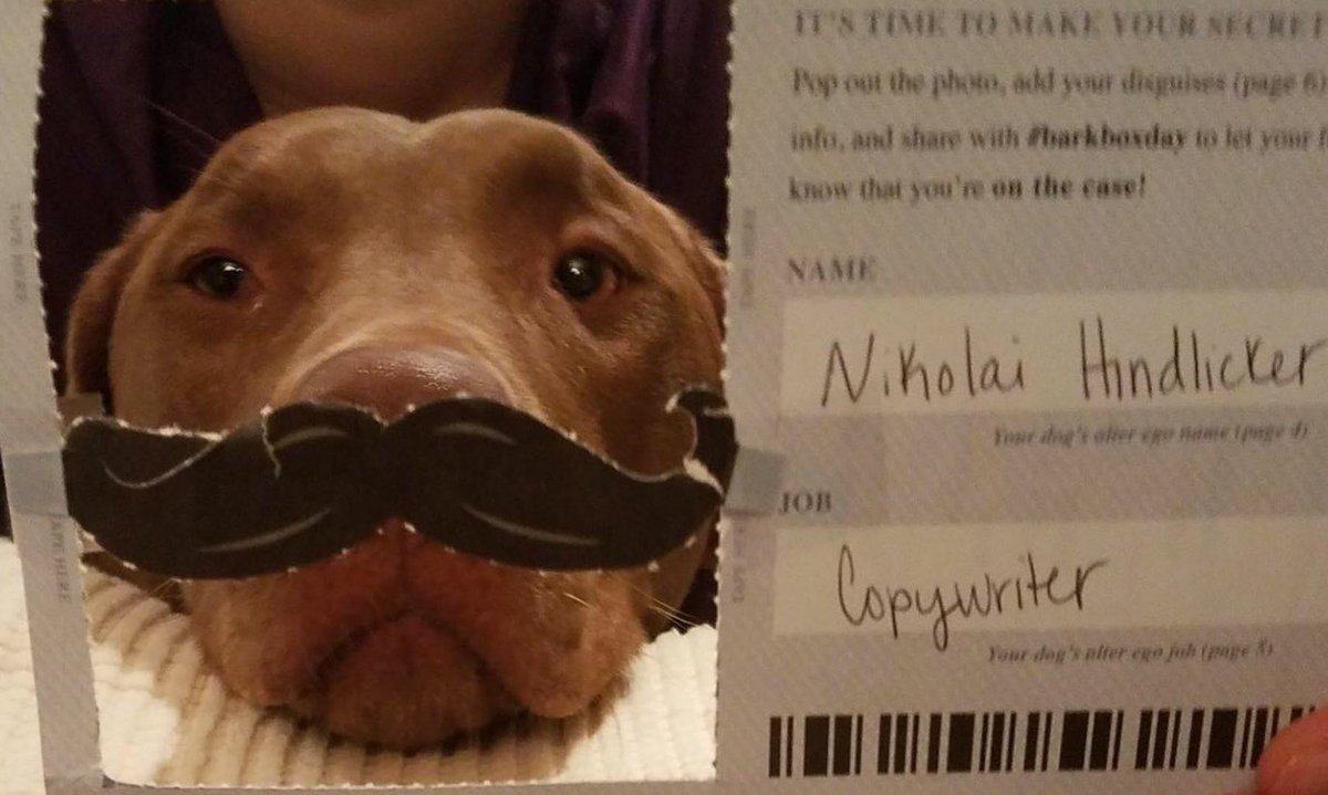 aeschwartz's tweet photo. Agent Hindlicker, reporting for dooty! @barkbox #barkboxday #thespywholickedme https://t.co/VVmcWOlxoE