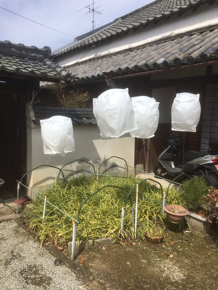 kissyosouji's tweet photo. 皆さんおはようございます。
早朝からイベントの片付け。そして掃除。
風船の忘れ物発見。
それにしても・・・喫煙所を設けているのに、イベント後の境内は吸い殻とゴミクズだらけ、しょうがないなあ・・・ https://t.co/2LBpPU0Qsl
