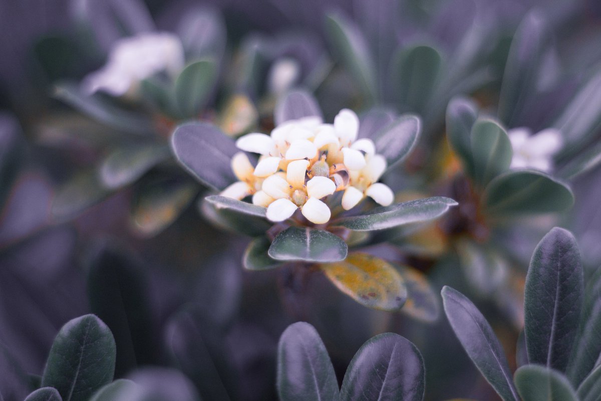 Silowet00's tweet photo. Purple Shade 💜

#flowerlet #mood #Moodoftheday https://t.co/hMKGV5XDpW