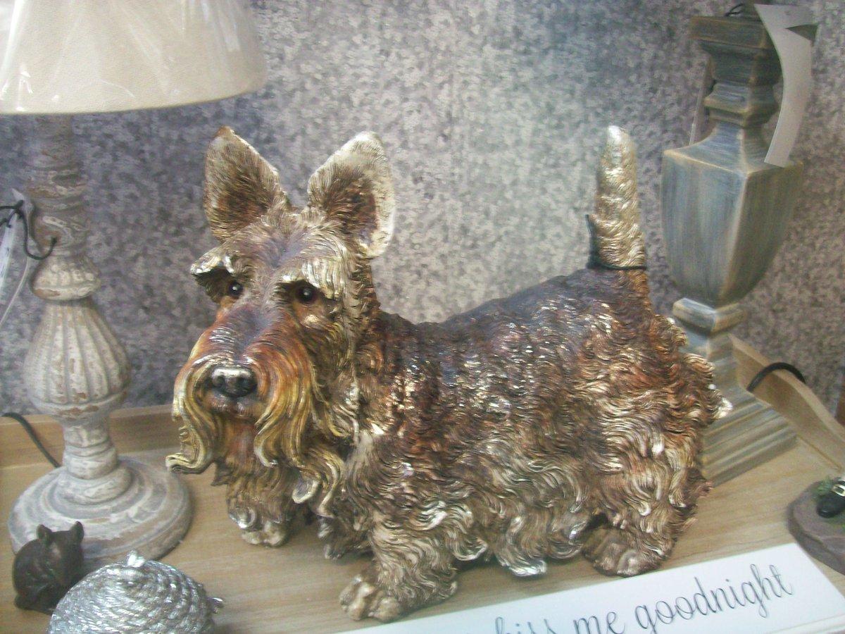 PotsPaws's tweet image. We love this little fella