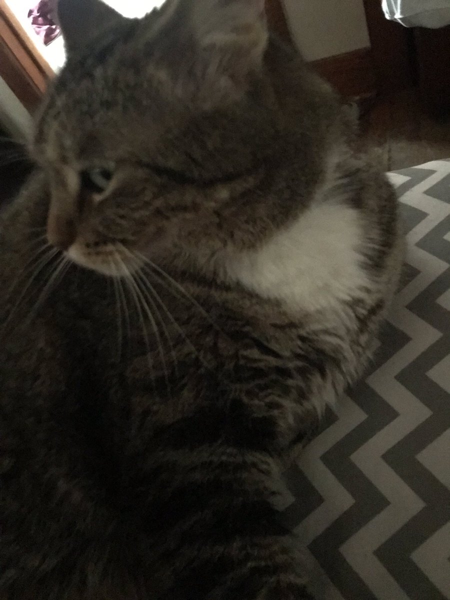 alley_clink's tweet photo. My break was mostly spent earning my cat’s scorn, which is free and plentiful anyway. @UNKBiol106 @UNKearney #106SpringBreak19 https://t.co/6vKNFkJ9qM