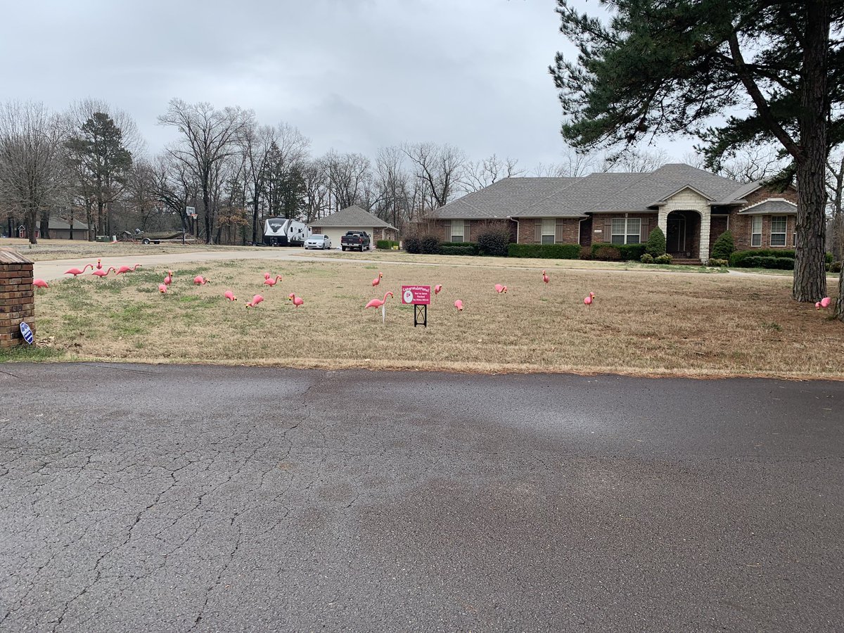 _bellanutt's tweet photo. These flamingos have been busy over spring break🤪 @AlmaDECA #roadtoicdc https://t.co/mfy5s1Im3F