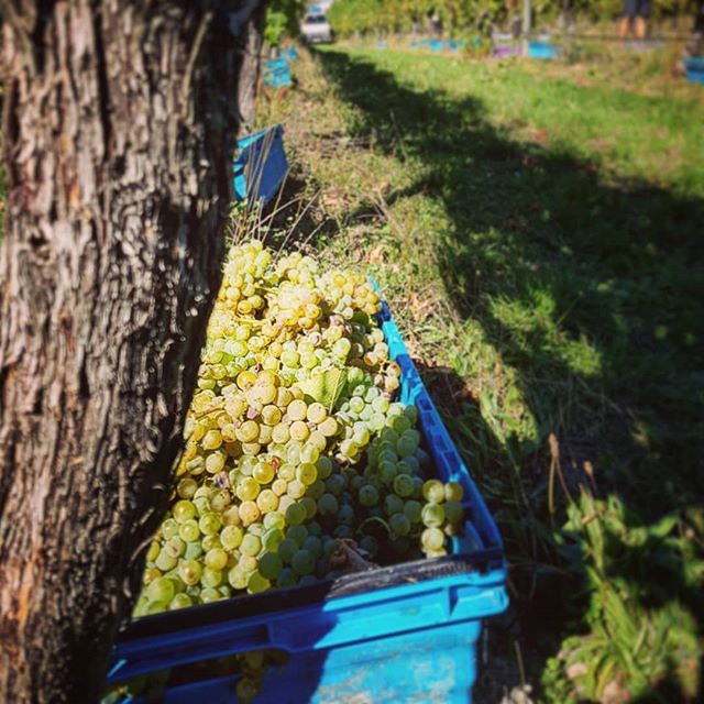 Y2KXCollective's tweet photo. Now That's What I Call Harvest Vol. 3. 
Featuring Top 10 Hits Such As:
- Save all your savvy for me
- Anyone seen my picking bin
- Love is a 1970s tractor
- (Indian) Summer Lovin'
- White White Wine

#nzv19 #nzharvest19
#nzwineorganic #organicwine #nzwine #wine #wineharvest … https://t.co/kc3oeCkqOc