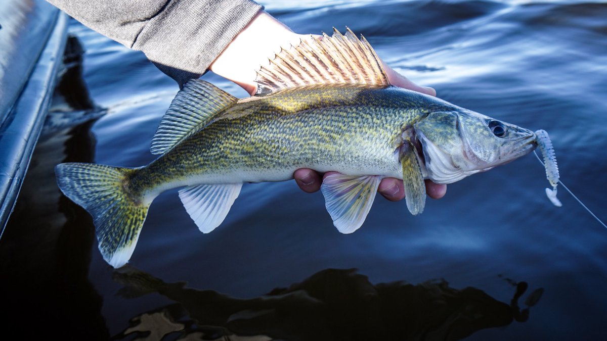 MinnDakOutdoors's tweet photo. First open water walleye video! Check it out! https://t.co/wRZ6PUS209 https://t.co/JdMILPFUhv