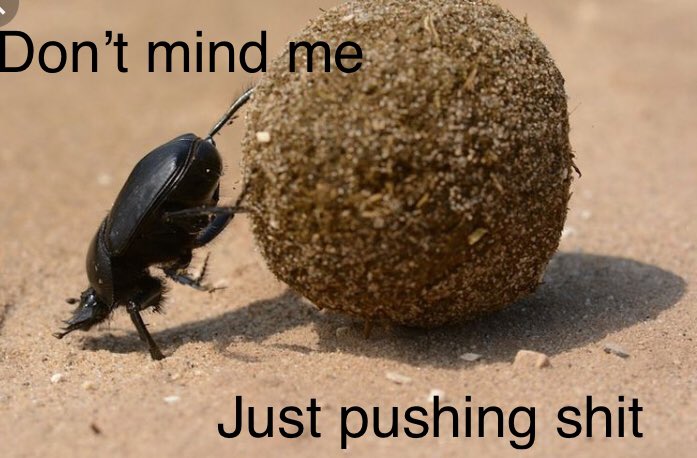 memestaticz's tweet photo. Nobody: 

Beetles: https://t.co/Cm6nohscJE