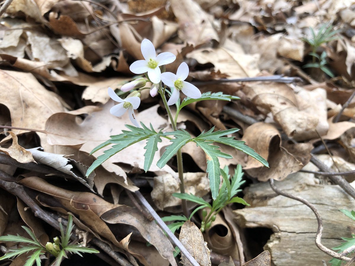 WVU Core Arboretum tweet media