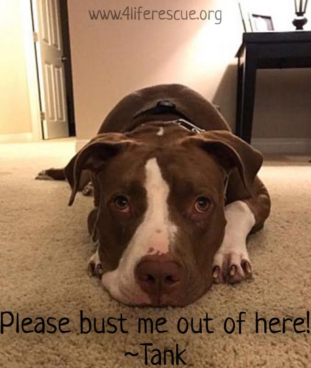 4LifeRescue tweet media