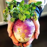 Photo by JK Community Farm (@JKCommunityFarm)
