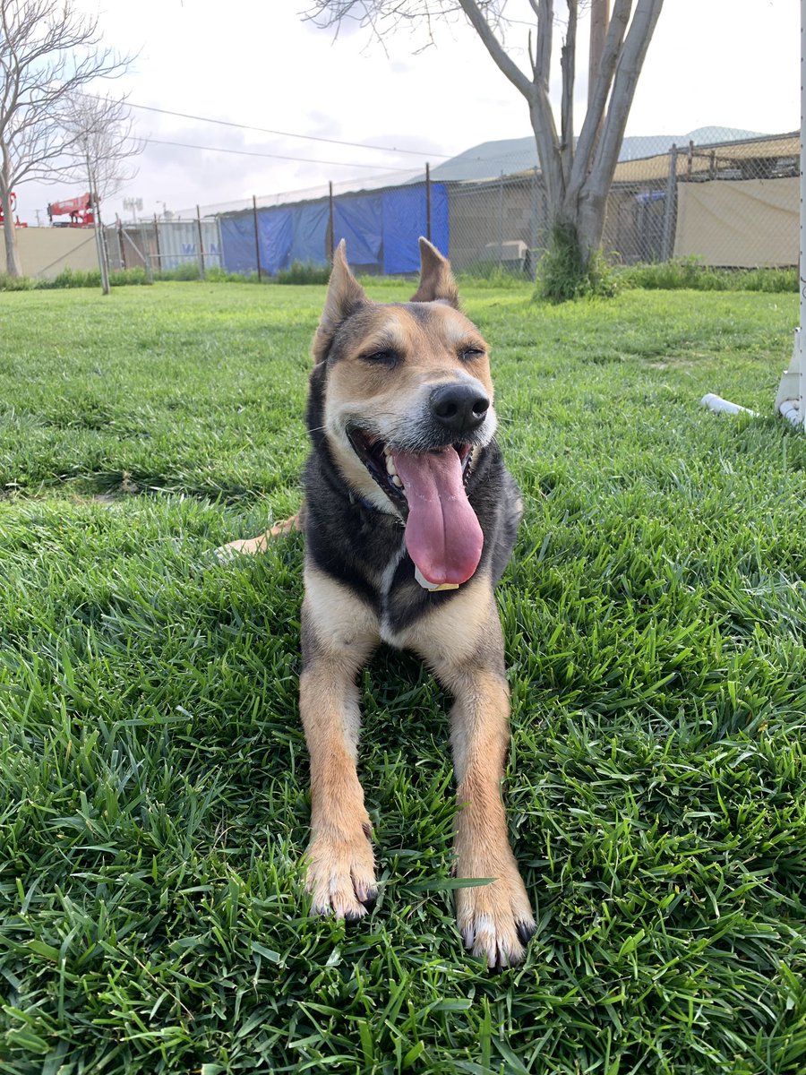 CARL_dogs's tweet photo. Little Bear soaking up the sun during his arena playtime 🌞 #littlebear #adoptdontshop #savingonedogatatime #playtime #bordercolliemix #cattledogmix #funinthesun #springtime #rescuedog #smile #carldogs https://t.co/m6KG05ph5U