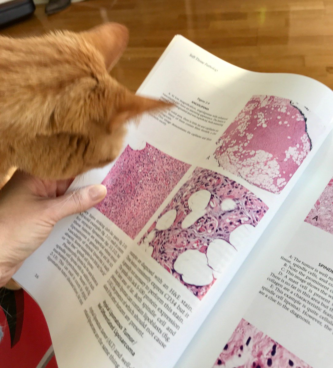 evemariecrane's tweet photo. @JMGardnerMD @Sara_Jiang @TheUSCAP @innovpathpress @LizMontgomeryMD @LisaRooperMD @DrFNA @PancPathologist @DennisOMalleyMD @Andres_Matoso @ENTpathology The #petsofpathJC are hoping we start a book club! I did not even stage these pictures-- the images are just instinctively stunning! Incredibly beautiful job on this guide. I hope my cats will be as interested in lymphoma but they seem to have soft spot for soft tissue. https://t.co/1iBfftX2k6