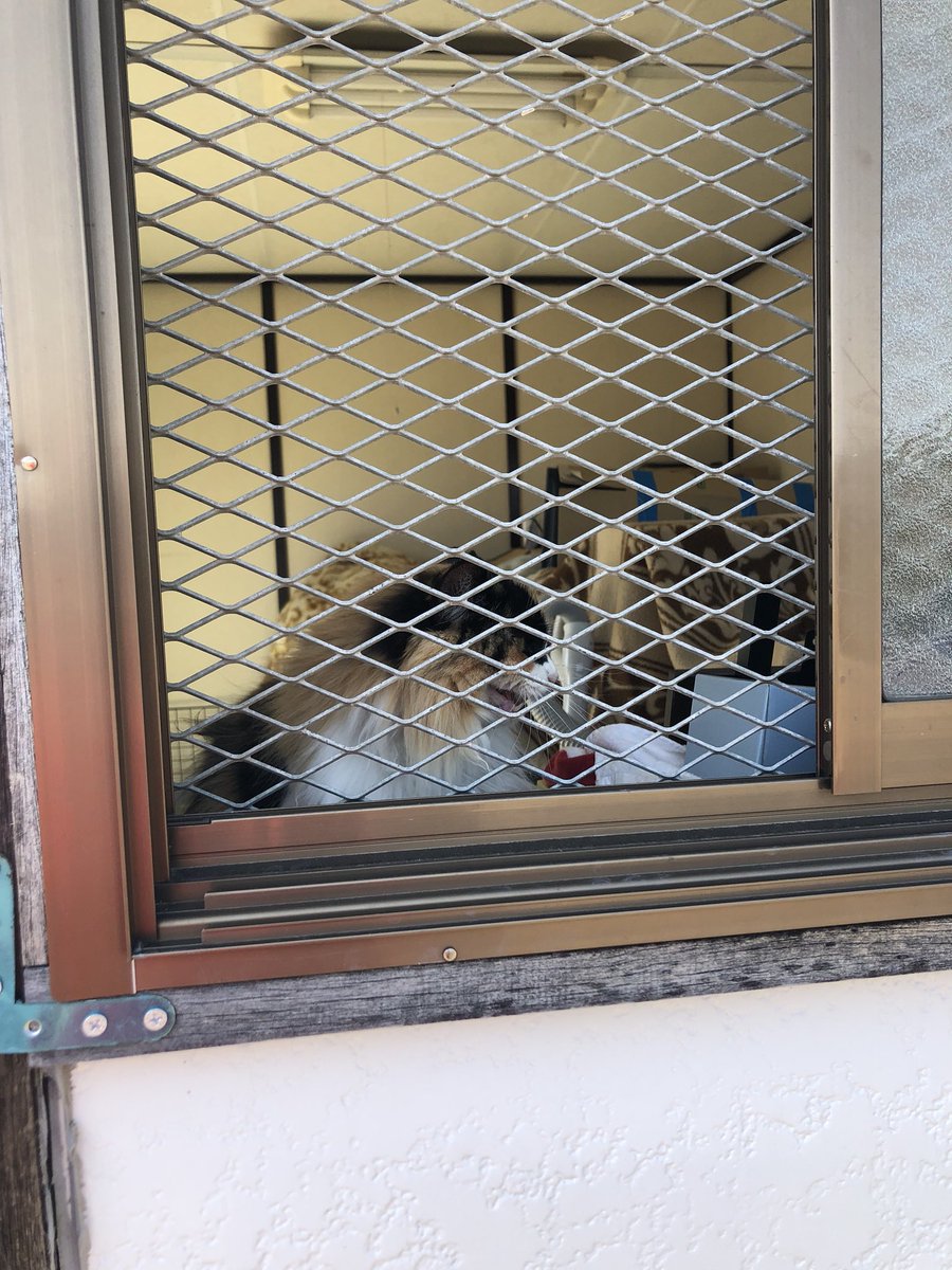 しょー tweet media