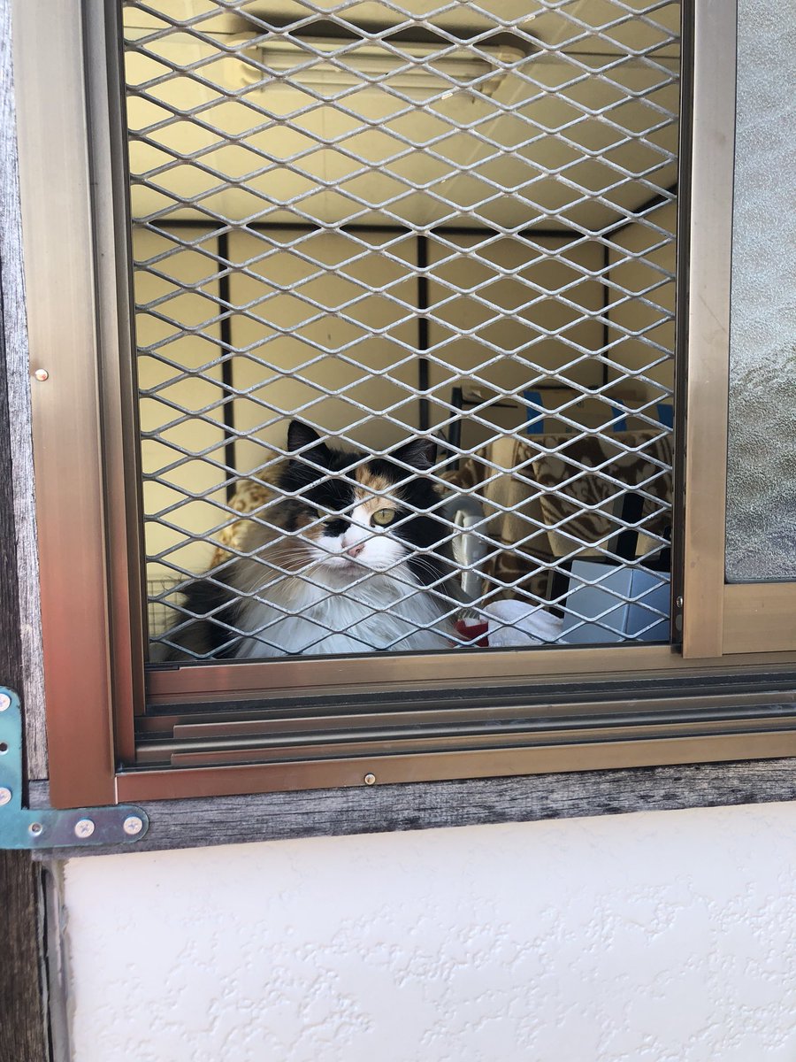 しょー tweet media