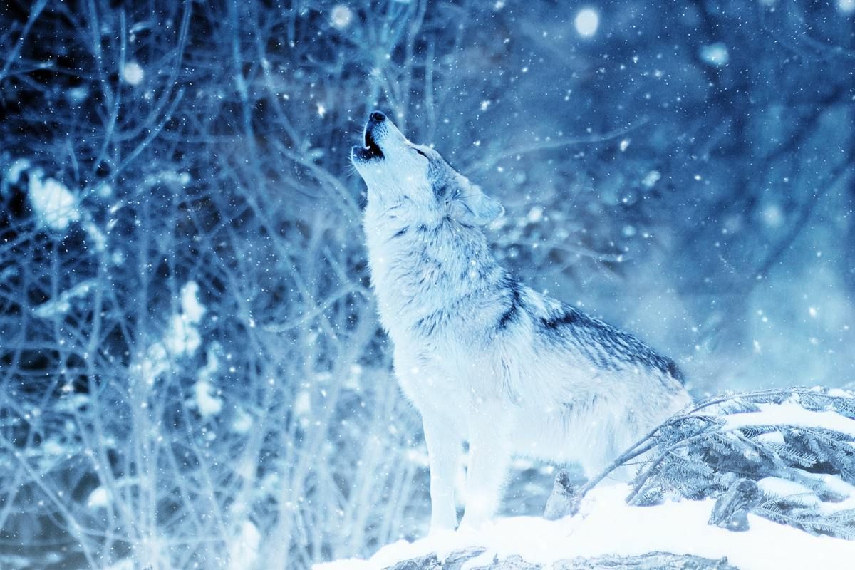 RawMateAU's tweet photo. Hungry Like A Wolf -- Or not? https://t.co/kZZwoFBm2z https://t.co/V5zohzv9BM