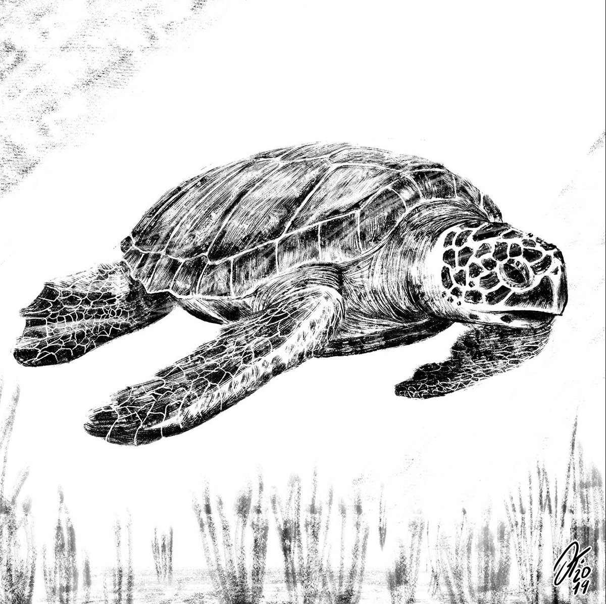oscar__triana's tweet photo. Tortuga Carey 🐢 (Día 8) #retobestial #ilustraco
Tinta y pincel digital/Digital brushes👨🏻🎨👨🏻💻
#ilustración #pincelseco #tintadigital #artedigital #sketch #digitalart #digitalink #digitalbrush #drybrush #xppen #tortuga #tortugacarey #turtle #careyturtle #drawing #photoshop https://t.co/Hu9zXNphk2
