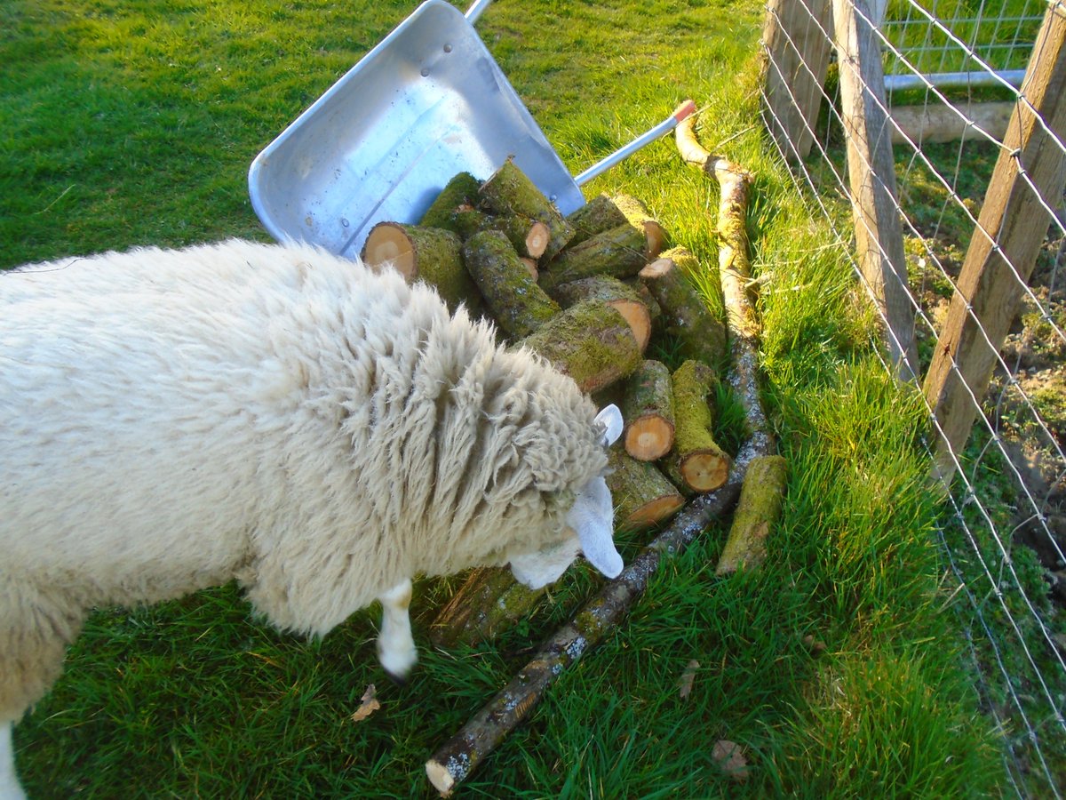 PixiePaganBTWS's tweet photo. 🐑Bah! 

I do just love knocking my mums wheelbarrow over! It's such fun! 🐑 https://t.co/r1lvbmtPuw