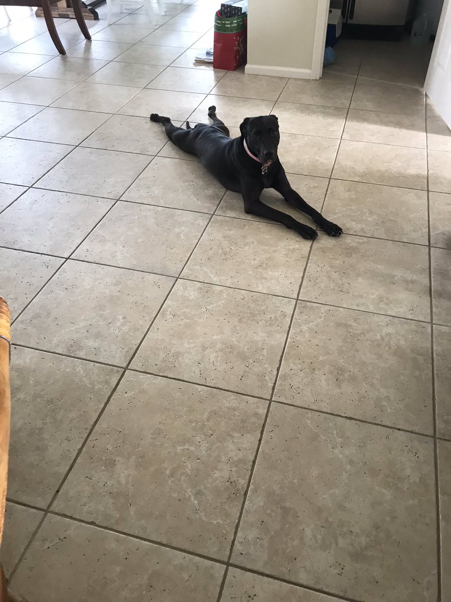 venmo4feet's tweet photo. Ppl rlly out here buying dogs when u could just rescue a completely normal dog like mine https://t.co/QqTMgpnWCZ