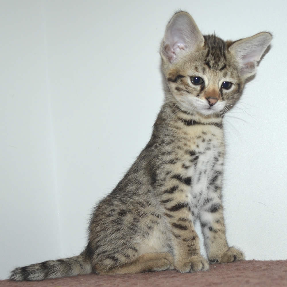 amanukatz_com's tweet photo. Wonderful Savannah kittens
#f2savannahkittens #savannahcat #exoticcats #savannahkitten https://t.co/HBgnK85AcI