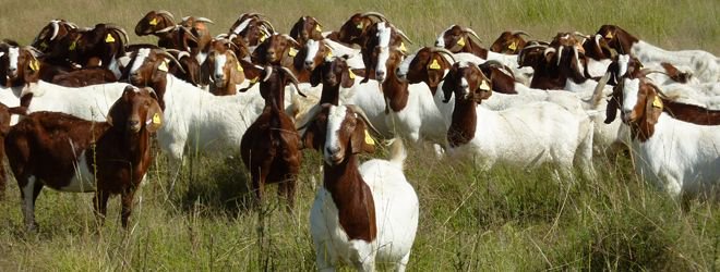vffStockSense's tweet image. Calling all commercial goat producers... @meatlivestock and @holmessackett have partnered to offer 60 commercial goat producers the opportunity to get their businesses fully #benchmarked no cost – a service valued at $6,000. 
For more info, visit: bit.ly/2ulG2W0 #goats