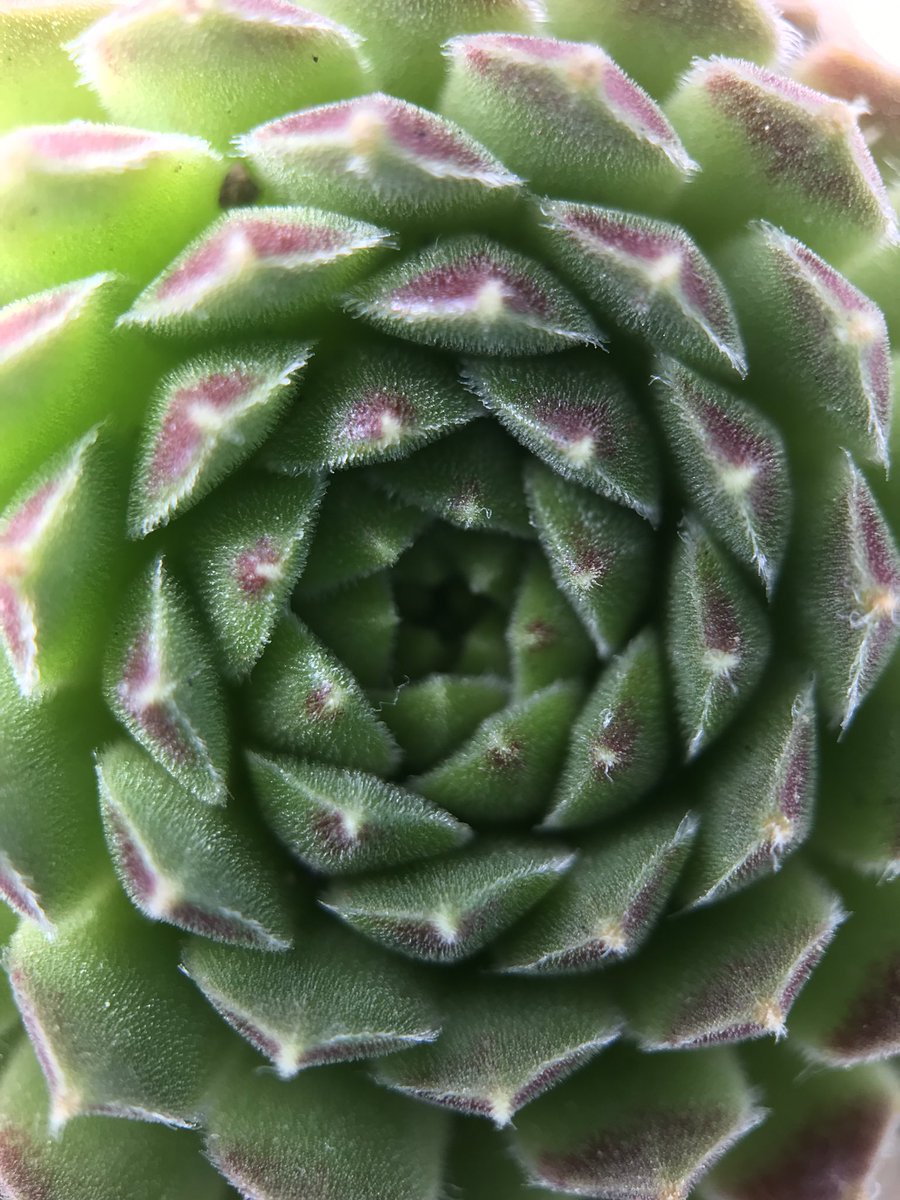 PlantMafia's tweet photo. @marylolee took this beautiful shot of an adorable succulent - the interesting symmetry is caused by auxin pooling at leaf primordia sites (Thanks PIN proteins!) https://t.co/2gmZ6afUaS