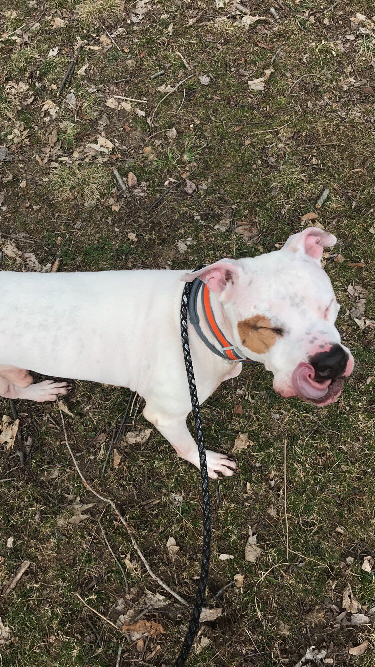 After he ate an entire fucking stick he found at the park 😑 https://t.co/f8PITHJNe8
