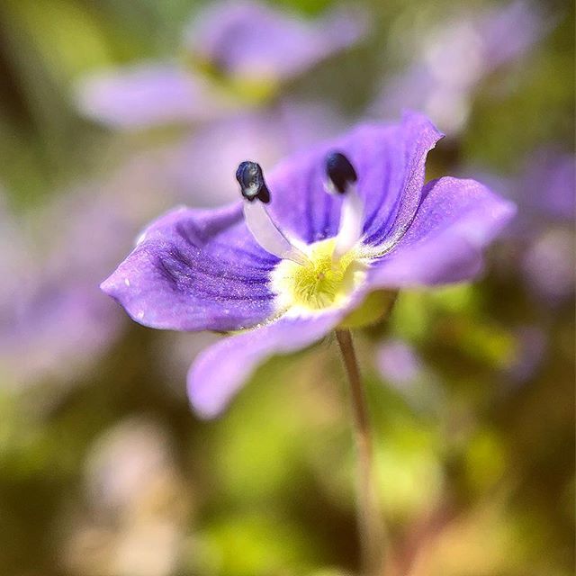 Nawisho's tweet photo. „Wohin ein Mensch geht, hängt davon ab, wie weit er sehen kann.“ - Anke Maggauer-Kirsche
.
Man kann ja in die Ferne sehen.
.
Aber nicht nur.
.
Man kann auch in die Tiefe sehen.
.
Oder dahinter.
.
Kann man auch auch in die Nähe sehen?
.
Jedenfalls liegt d… https://t.co/J3RnFuSBRr https://t.co/DxmsppBt9v