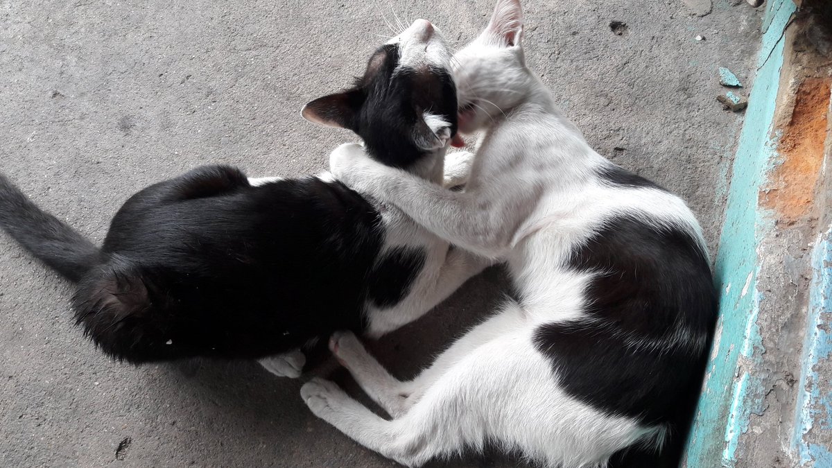 🐣ม่าไรนักหนา😼 ft.มนุดปวดหลัง tweet media