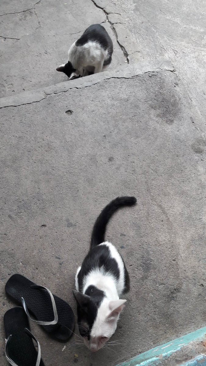 🐣ม่าไรนักหนา😼 ft.มนุดปวดหลัง tweet media