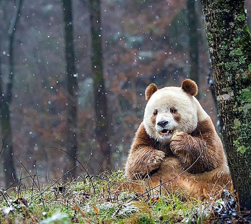 animalcoo's tweet photo. This is Qizai, and he is the only brown panda in the world. https://t.co/62EZZsV088