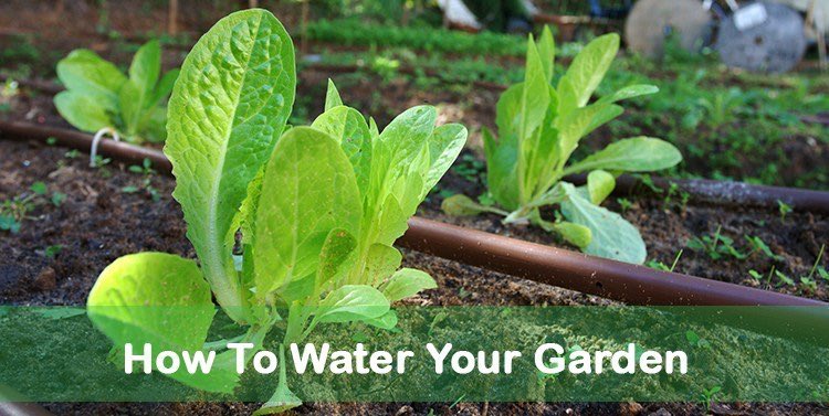 GebCoPtyLtd's tweet photo. Save #Water in Your #Garden
Water Pots:Afternoon & your Garden:Morning
Harvest Water
* Install water tank #rototank
* Save your Cooking Water
* Reuse Fish Tank Water
* Use #Compost #3sixtysa
#Waterwise Pot & Container Gardening
Mulch
#Weather
Avoid Overwatering
* Drip Irrigate https://t.co/fGDF7pZGHz