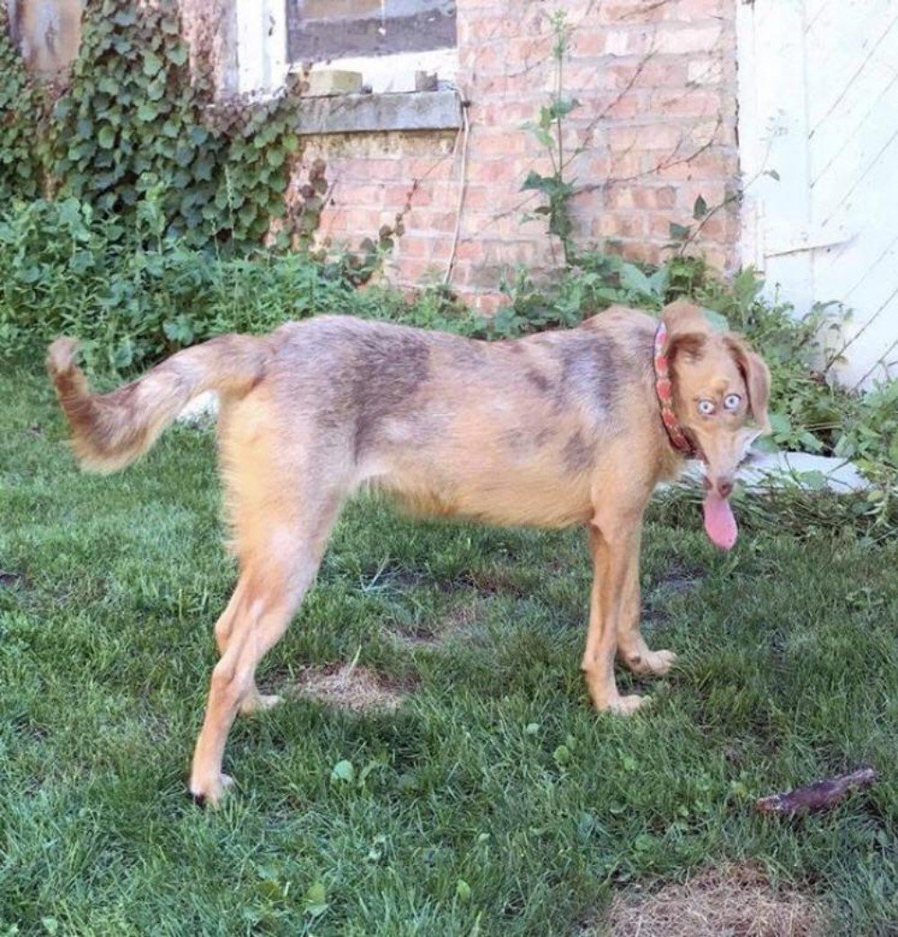 Troydan's tweet image. This is a cursed dog. Retweet to undo the hex or 5 years of bad luck