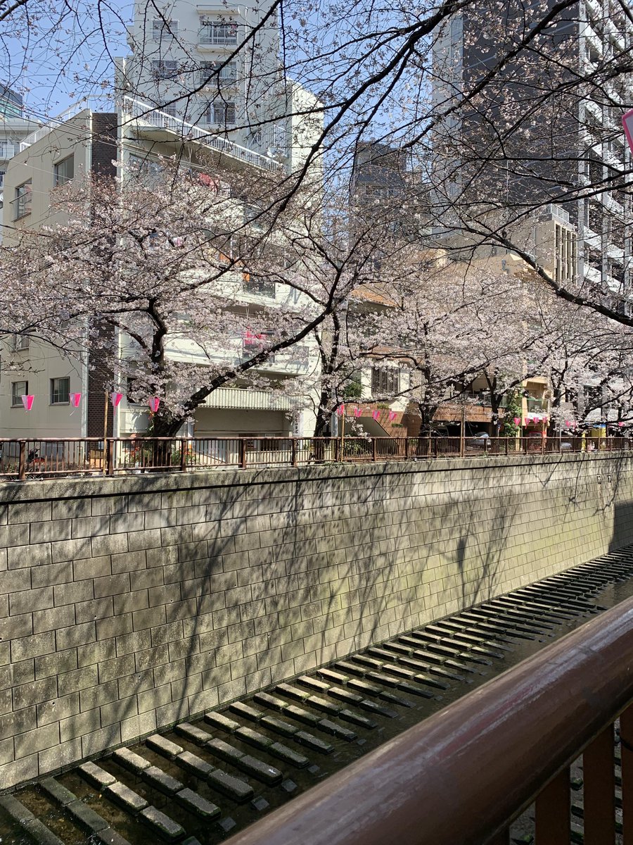RenderBox_ink's tweet photo. 朝から事務所に行く前に目黒川を散歩。
桜がチラホラと咲いていて、もう春はそこまできてる。花粉も怖いけど、やっぱ春はいいよねー https://t.co/durmc0CGvt