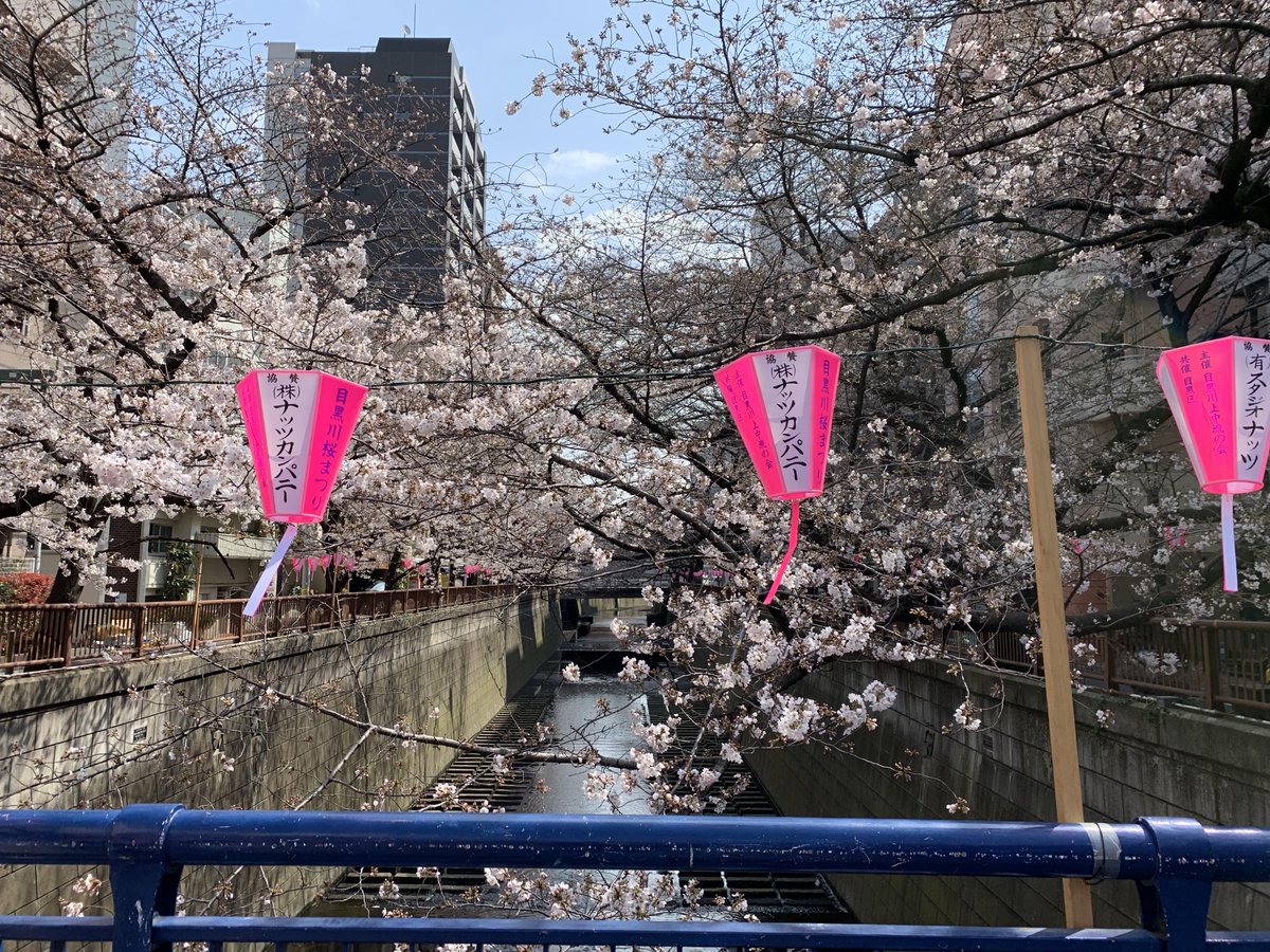 RenderBox_ink's tweet photo. 朝から事務所に行く前に目黒川を散歩。
桜がチラホラと咲いていて、もう春はそこまできてる。花粉も怖いけど、やっぱ春はいいよねー https://t.co/durmc0CGvt
