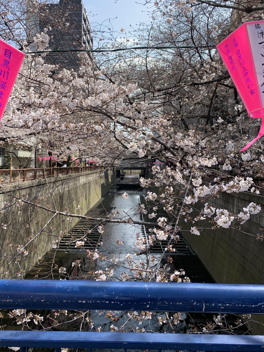 RenderBox_ink's tweet photo. 朝から事務所に行く前に目黒川を散歩。
桜がチラホラと咲いていて、もう春はそこまできてる。花粉も怖いけど、やっぱ春はいいよねー https://t.co/durmc0CGvt