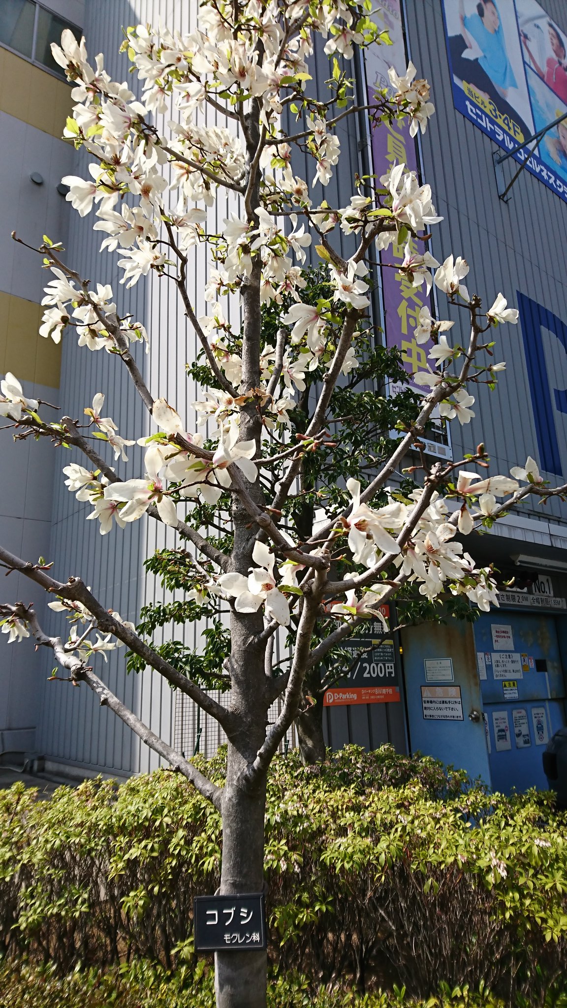 稲見 多美子 たみちゃんでいいです Auf Twitter こぶしの花と白木蓮の違い 二枚ずつ 貼り付けてみました 花の形 開き方 幹がちょいと違うんだと おいらは 思います こぶしも モクレン科だから わかりづらいですよね こぶしの花 白木蓮