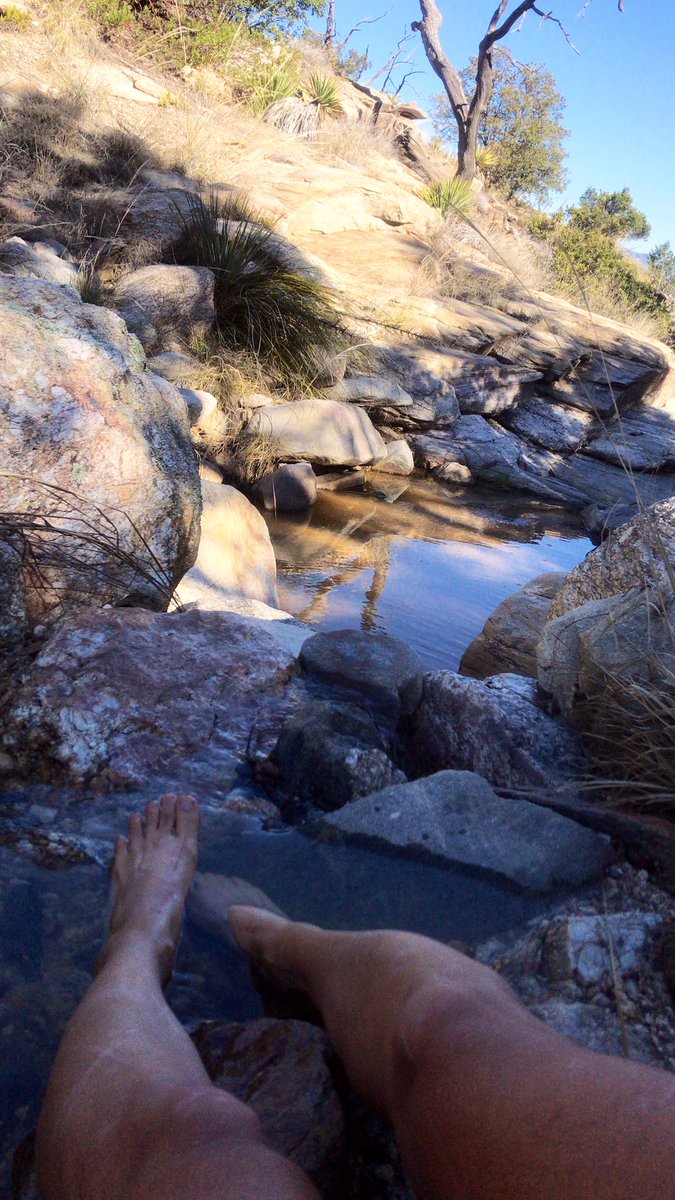 1NativeSoilNerd's tweet photo. Fun 17 mile trail run with 3,300 elevation gain into the Rincon Mountains (Cew Du’ag) this morning, complete with manzanita and desert thistle plants blooming, and the streams flowing. It started to get pretty hot towards to end of it-summer is on its way 😅😅#exploretucson https://t.co/uuTAjjkl7s