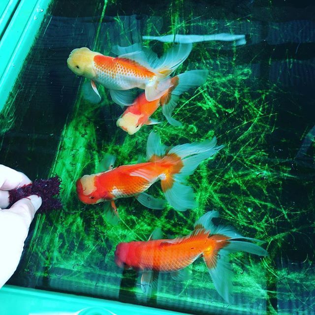 金魚 日本オランダ獅子頭 手から赤虫 オランダ獅子頭 稚魚選別 日本オランダ獅子頭 ニホンオランダシシガシラ ニホン オランダ獅子頭 らんちゅう 金魚 金魚飼育 Kingyo Goldfish Goldenfish 金魚産卵 T Co Vlsozvxlot T Co 金魚 日本オランダ獅子頭 手から赤虫 オランダ獅子頭 稚魚選別 日本オランダ獅子頭 ニホンオランダシシガシラ ニホン オランダ獅子頭 らんちゅう 金魚 金魚飼育 Kingyo Goldfish Goldenfish 金魚産卵 T Co Vlsozvxlot T Co