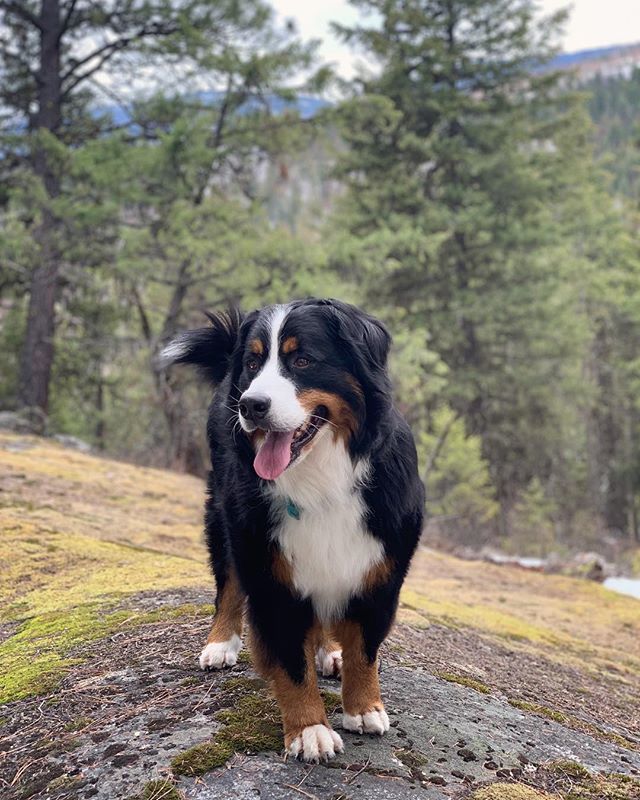 WaggingWaffle's tweet photo. The snow is melting #WaffleWatch #BerneseMountainDog #dogs_of_instagram #dogsofinstaworld #berner #BMD #CuteDog #MountainDog #SwissDog #cute #dogsofinstagram #bigdog #bernese #EasternWA #Colville https://t.co/Mo5A4WShIK https://t.co/jeVzMPruLz