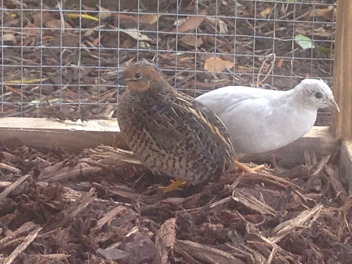 My first pets ever!! 💖 My bf and I got those little Chinese button quails yesterday and let them get used to their new home~
Say hello to Cotton the silver quail and Potato the brown quail! They're both females and really lovely~ 🐦💗